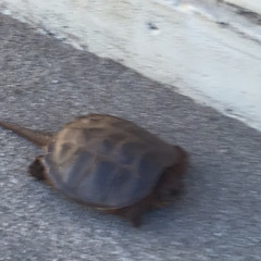 that random turtle???