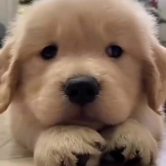 ไอ่ม๋าา