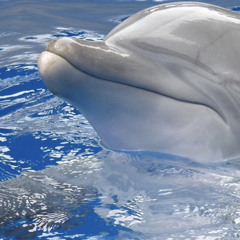 SamTheDolphin