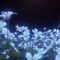 netsylph