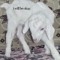 sheepleap
