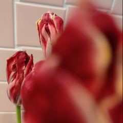 Beautiful_in_Gongdry