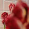 Beautiful_in_Gongdry