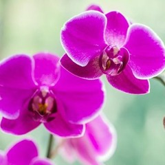 orchid