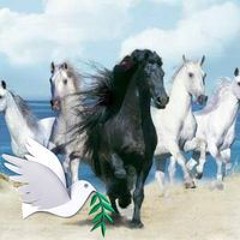 قورتاوي اصيل