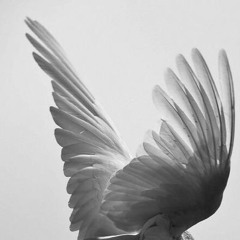 SHA🕊️
