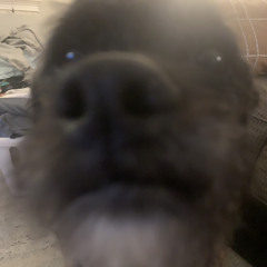j Dog