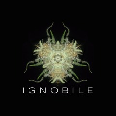 IGNOBILE