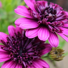 Rosenta