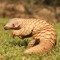 Pangolin