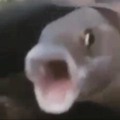 Patr1ck5