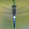 Dragonfly80