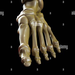 Pie Dynasty's Left Toe