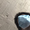 MD