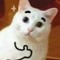 Đan