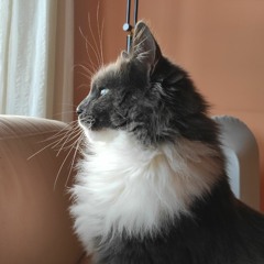 Re Julian 🦝🦝🦝