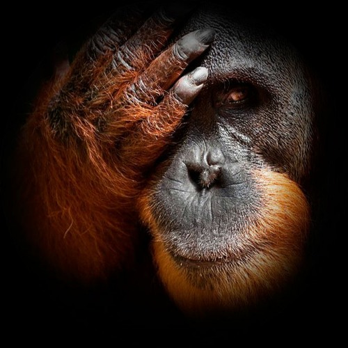 Stream Orang Outan Music Listen To Songs Albums Playlists For Free On Soundcloud