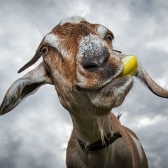 GoatSkin 987