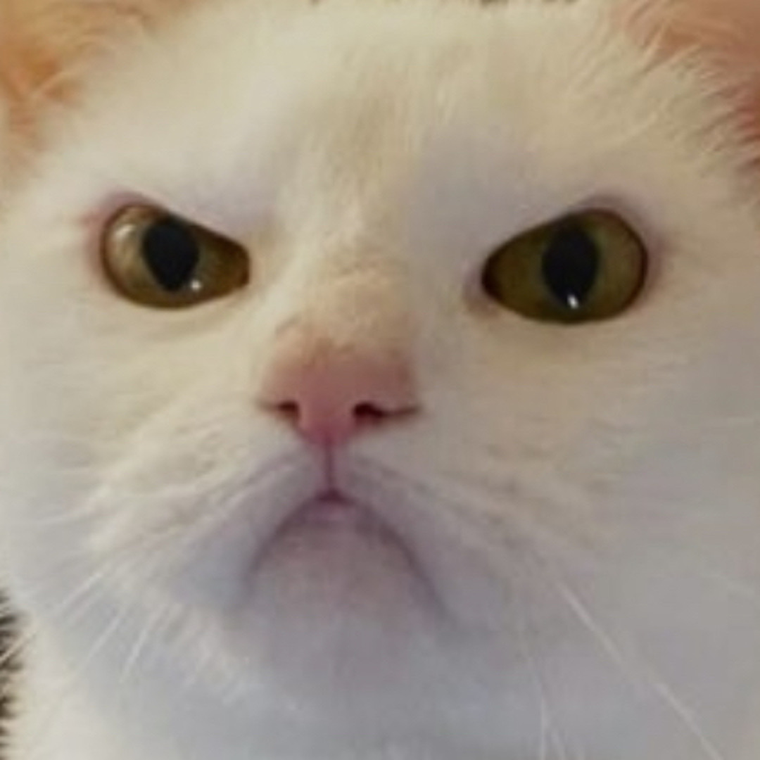 Stream nyachan music | Listen to songs, albums, playlists for free