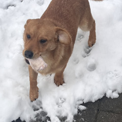 Kiro