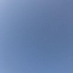 蕾