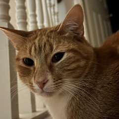 Wyatt