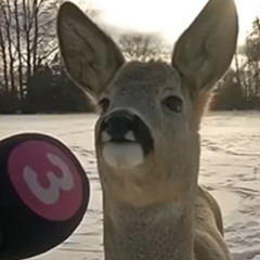 maxprz