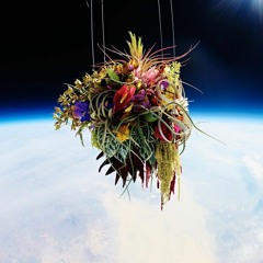 Human planetary alliance