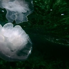 Natomic