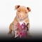 D!ckDog