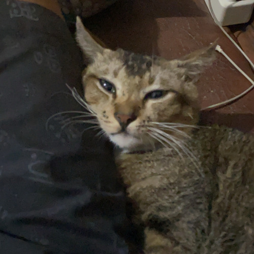 Monalisa x New Rules