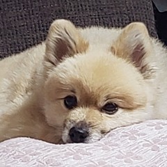 松原千晴