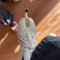balbes