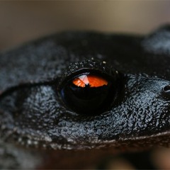 NagiToad