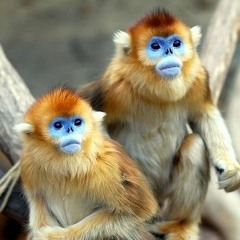 fluffy monkey 🐒
