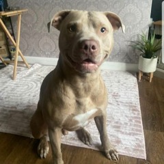 No chill freestyle.mp3