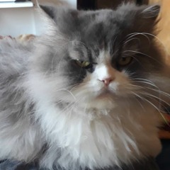 Kosheto