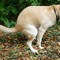 Dogshit Pointer Outer