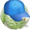 summer cabbage