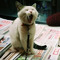 Hong Ny