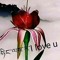 Sonam Tshering
