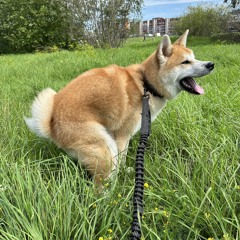 Ketrin  Fox