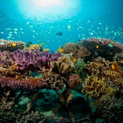 Gustavo Gomes Coelho 1