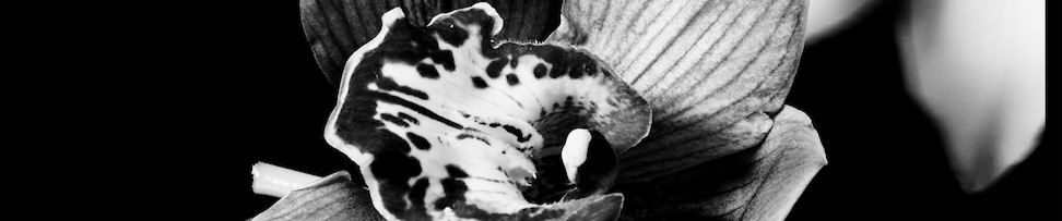 SoundCloud banner for @incubus