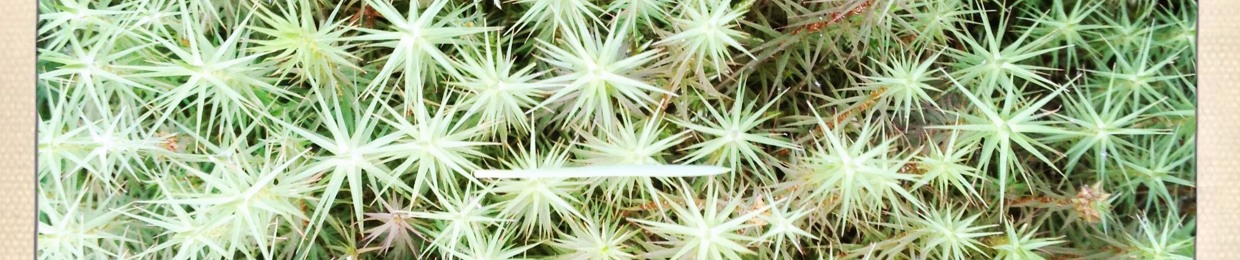 Syskin