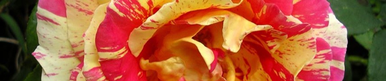 Fuchsiaone