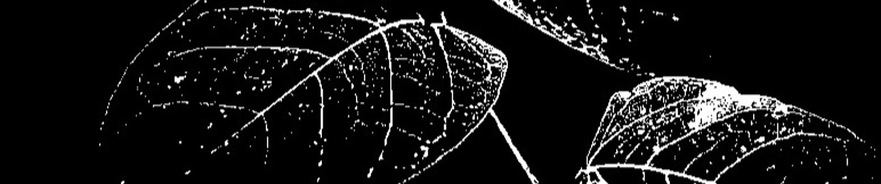 Knotweed Records and Decision Making Theory