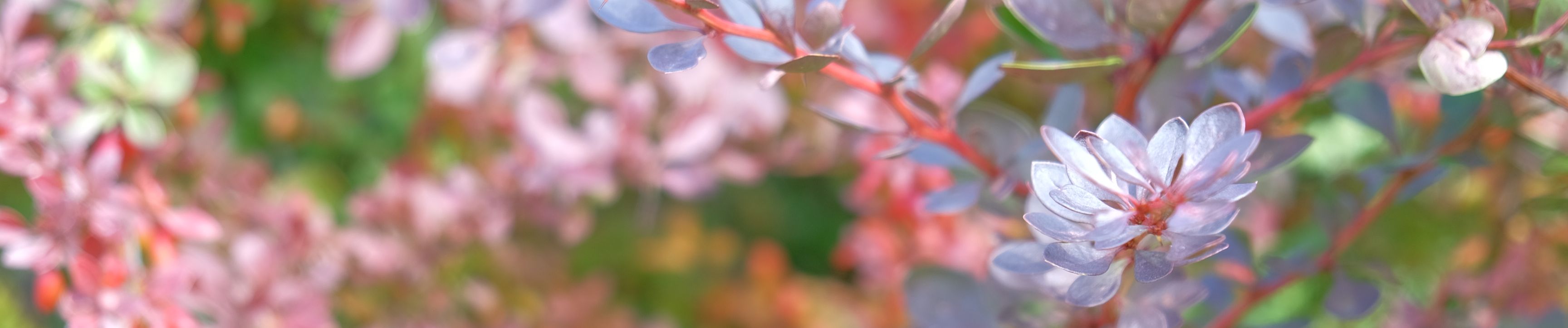 SoundCloud banner for @flores