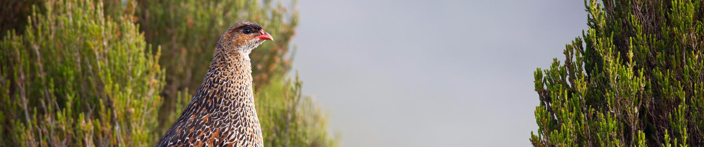 SoundCloud banner for @scholars