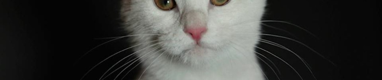 The Awkward Silences